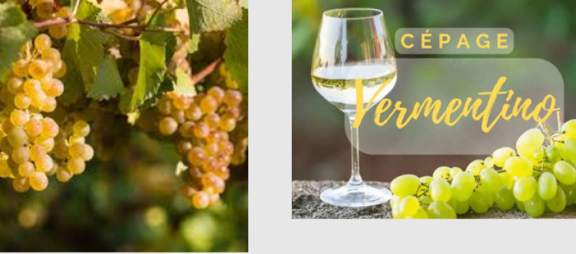 Soirée Dégustation Vermentino