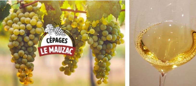 Soirée dégustation Vins blancs "les cépages rares ou méconnus du Sud Ouest"